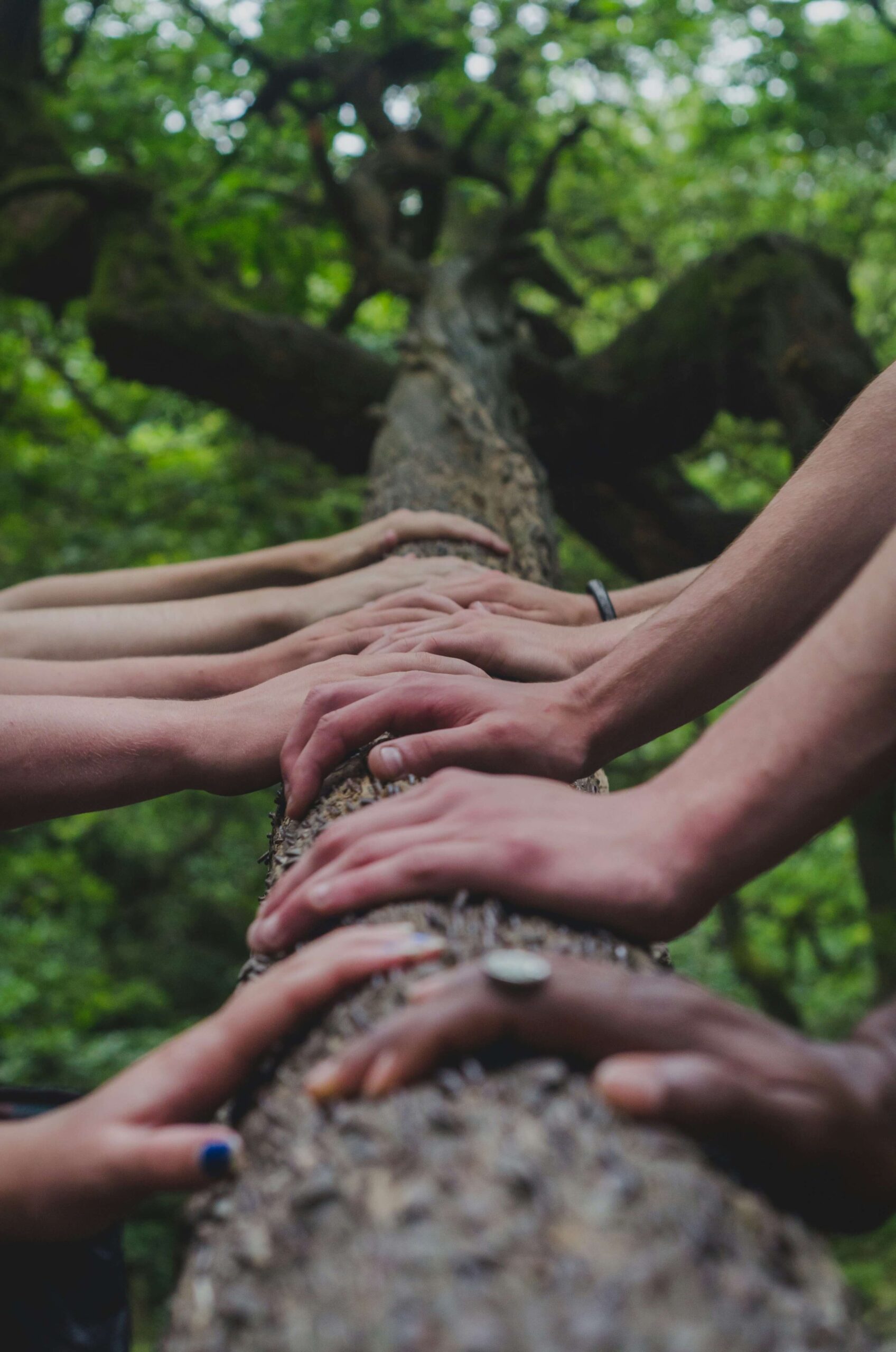 Close-up of hands touching tree bark, symbolizing growth and connection in healthcare market entry support at MitoKhon.