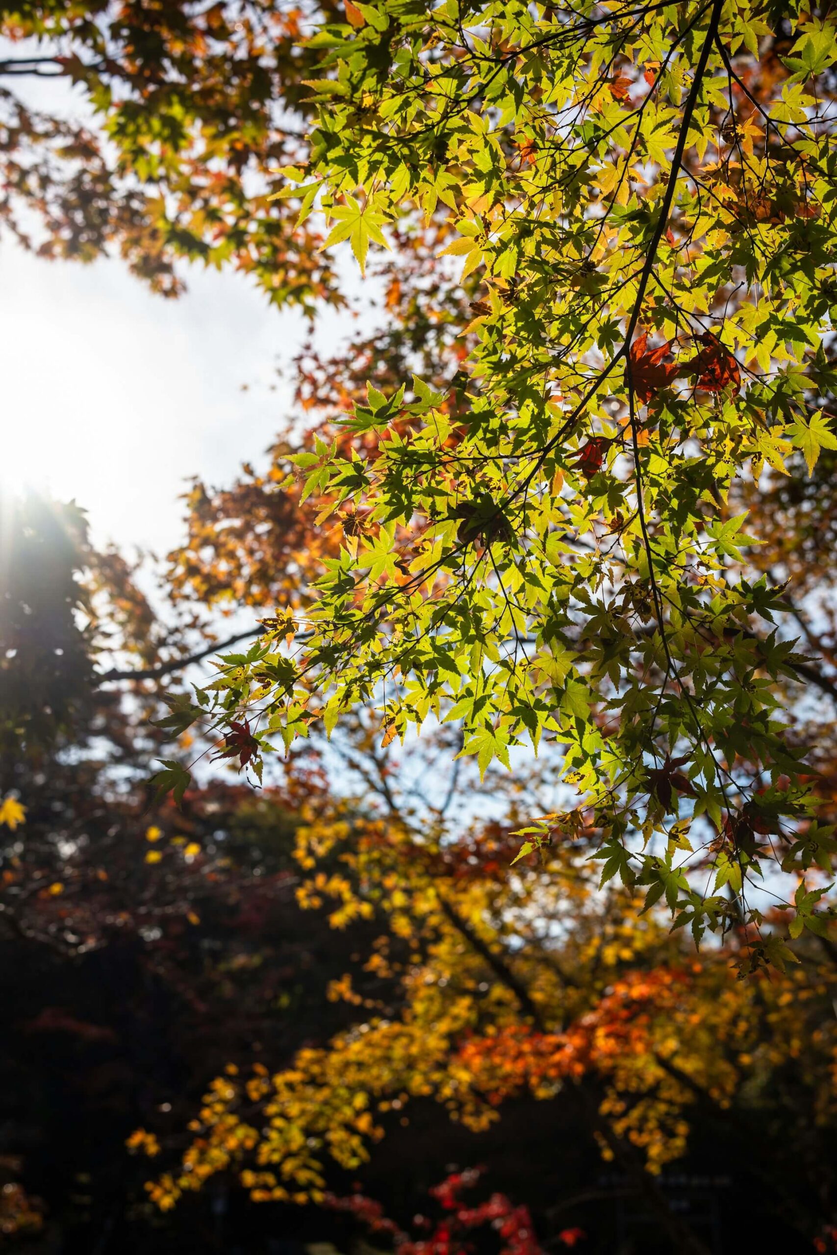 Sunlight shining through autumn leaves, symbolizing strategic consulting solutions that bring clarity and growth for MitoKhon clients.