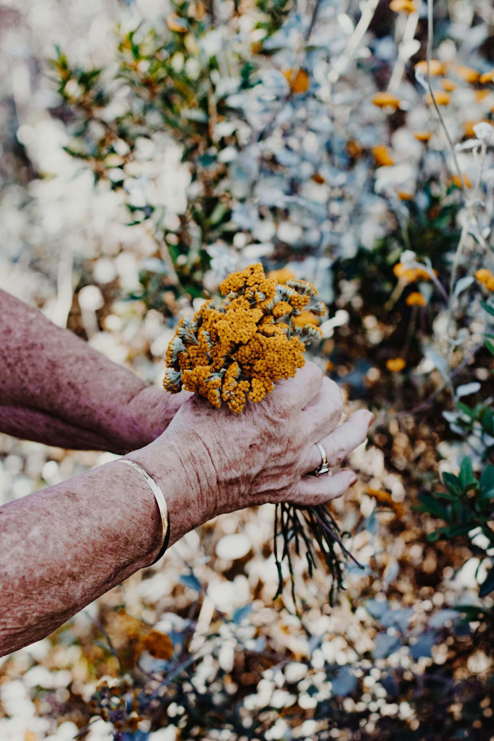 Hands holding yellow flowers, representing care and growth in MitoKhon's philanthropic giving strategy guidance.